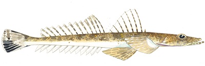 Flathead