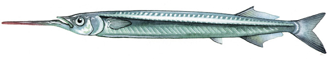 Southern Sea Garfish