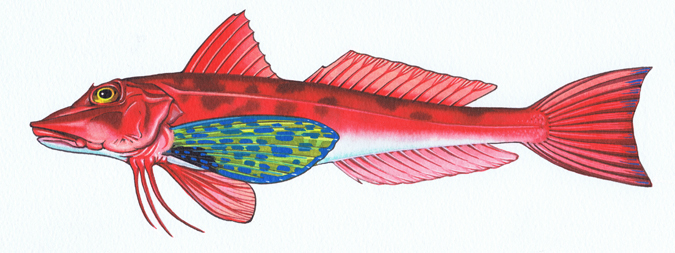 Gurnard