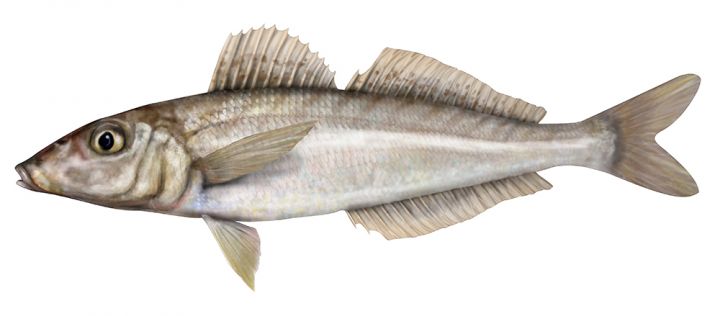 Silver whiting 