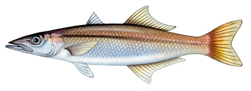 Longfin pike