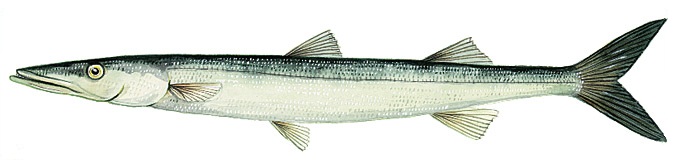 Snook