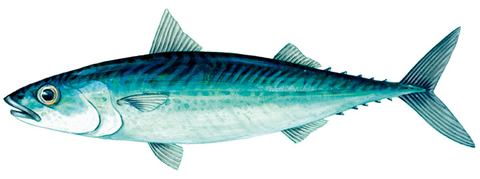 Slimy Mackerel