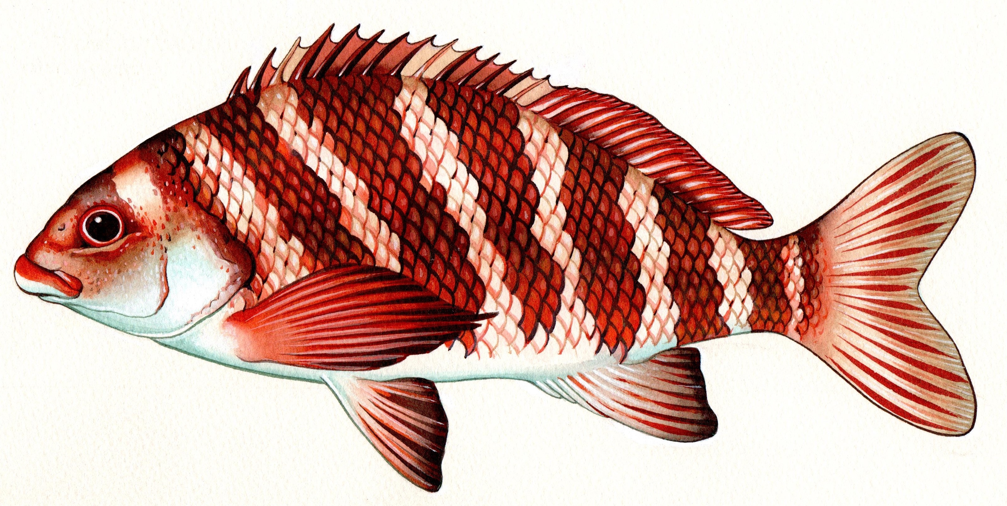 Banded morwong