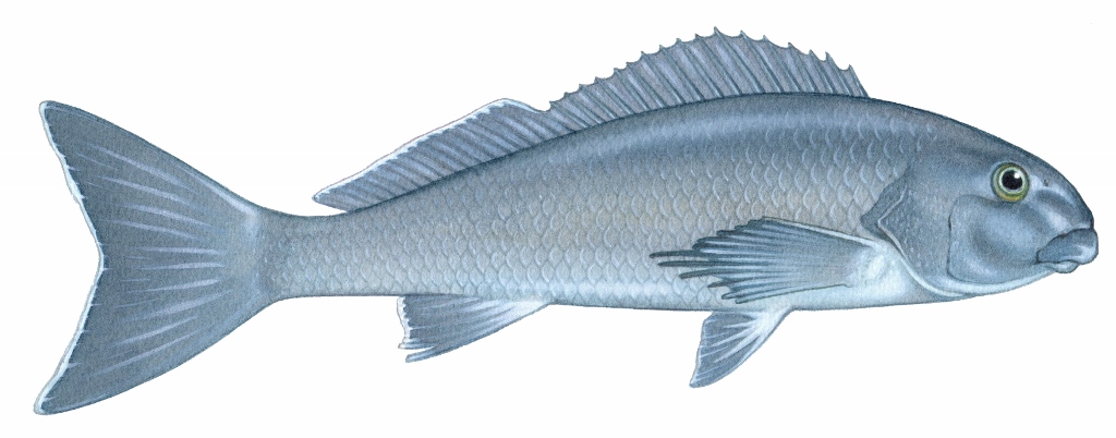 Dusky Morwong