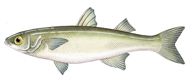 Yellow Eye Mullet
