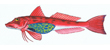 Gurnard