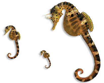Victorian Seahorse