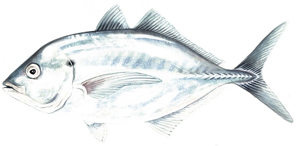 Silver trevally