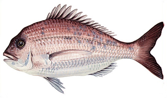 Juvenile snapper