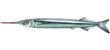 Southern Sea Garfish