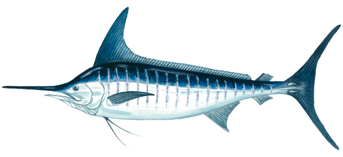 Marlin Striped