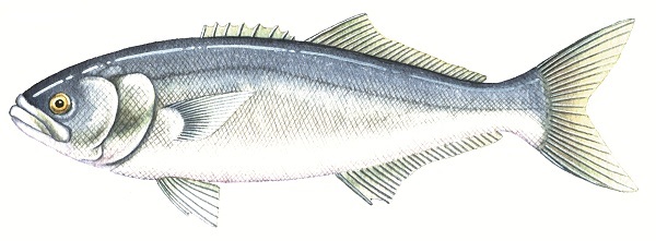 Tailor (skipjack)