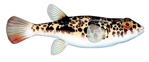 Toadfish