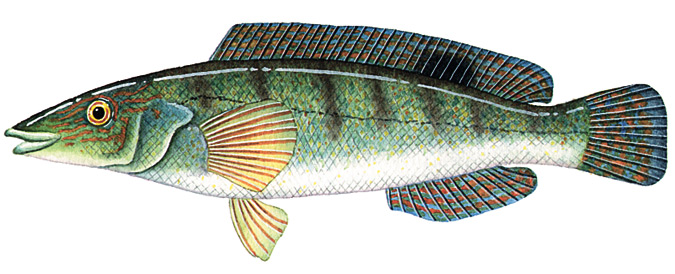 Grass Whiting