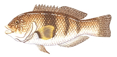 Female bluethroat wrasse
