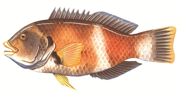 Male bluethroat wrasse