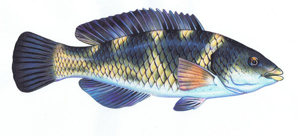 Bluethroat Wrasse Male