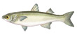 Yellow Eye Mullet