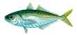 Yellow Tail