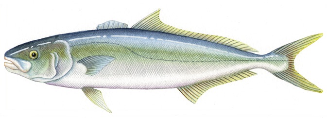 Yellowtail kingfish