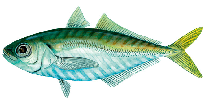 Yellow Tail