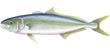 Yellowtail Kingfish