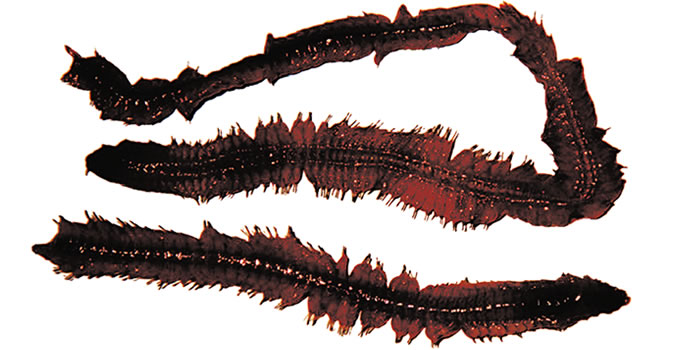 Sandworm