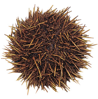 Urchin