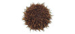 Urchin