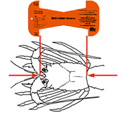 Measuring your lobster