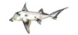 Elephant Fish