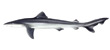 School Shark