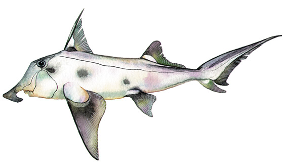 Elephant Fish