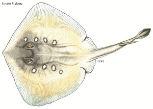Sparsely Spotted Stingaree