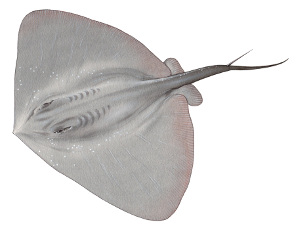 smooth ray