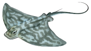 southern eagle ray