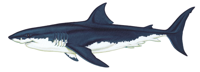 White Shark