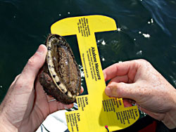 Abalone collection methods