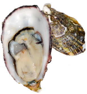 Oyster