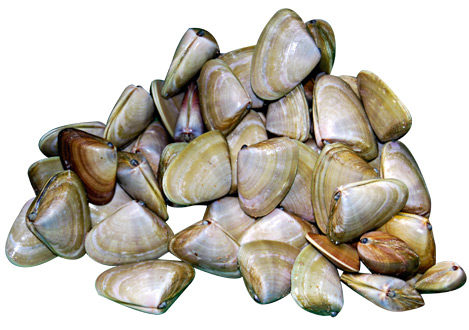 Pipis in hand