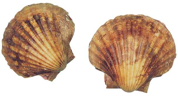 Scallop