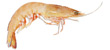 Prawn