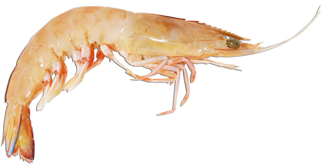 Prawn