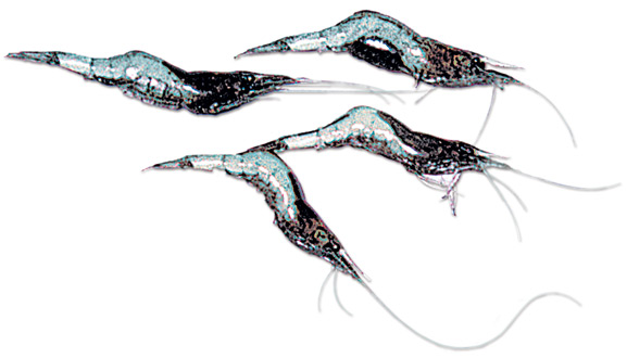 Shrimp