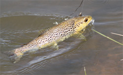 Trout being fished