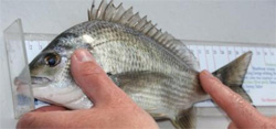 Black Bream