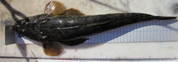 Dusky Flathead